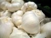 Fresh garlic for sale