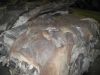 wet/dry salted donkey hides, sheep skins, horse hides, cow head hides