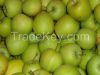 GOLDEN DELICIOUS/GALA/RED APPLES