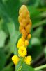 Candle Bush (Cassia Alata)