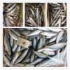 factory offer frozen pacific mackerel
