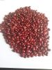 Red Kidney bean (Gojam Type)