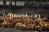 Crude Palm Oil of High Quality from Africa