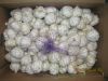 pure white garlic for sale