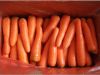Fresh Carrot from China