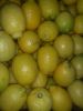 Fresh yellow and green adalia lemon