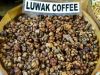 Wild Kopi Luwak Coffee