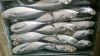 Supplier frozen fish, horse mackerel, indian mackerel, layang crad, round crad, sardine