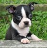 We Sell Boston Puppy, British Bull Dog, Cats etc