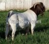 Boer Goats