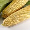 Yellow Maize