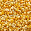 yellow   corn /  maize