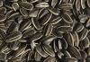 sell 2014 new sunflower seeds 5009 1121