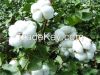 clean and pure cotton 100% Cotton supplier China Cotton factory
