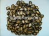 Black Watermelon Seeds