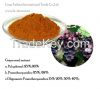 Grape seed extract Proanthocyanidin: 95%, 98%