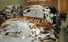 Raw Wet Salted Cattle Hides / Cow Skins / Buffalo Horns for Sale