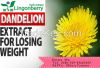 Dandelion Extract, taraxacum officinale