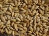 Barley - barley for beer production - from Canada