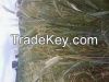 Emmer Wheat (Tritivon Diccocon)