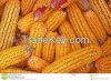 Corn for animal Feed