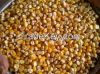 YELLOW AND WHITE Corn for SEEDS