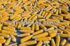 yellow and white corn for animal feed