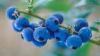 Sell Blueberry Extract