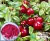 Cranberry extract 10% PAC