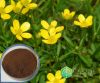 Cats Claw Extract
