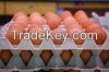 Fresh Eggs , Feeds for Sale