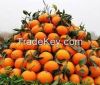 Booking for fresh citrus fruit has been started