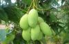 Fresh Mangoes from Cebu. thephilippines