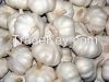 fresh garlic for sale