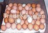 fresh chicken eggs