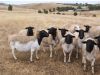 Strong Healhty Live Dorper sheep for sale