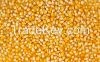 Yellow Corn (Maize)