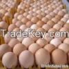 Eggs Powder, Eggs, Quail Eggs, Table Eggs
