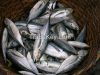 Horse Mackerel