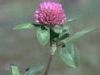 Sell Red clover extract