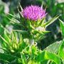 Sell Milk thistle extract