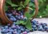 Sell bilberry extract