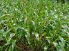 China Manufacturer Dendrobium Extract, Dendrobium Extract Powder, Dendro
