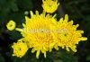 Sell Yellow Chrysanthemum