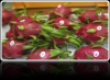 FRESH RED DRAGON FRUIT, CHEAP PRICE