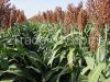 For Sale Sorghum