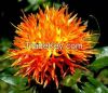 saff flower  seed