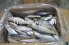 Indian Mackerel stock available