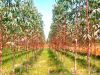 Eucalyptus plant sapling supplier in india