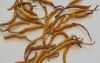 Looking for buyer of Cordyceps Sinensis (Yaarsha Gumbaa)